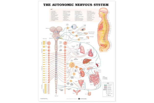 Autonomní nervový systém 50,8x66cm