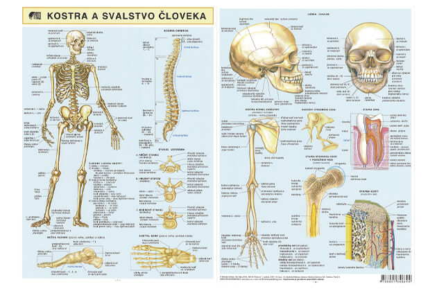  Kostra a svalstvo člověka - brožura