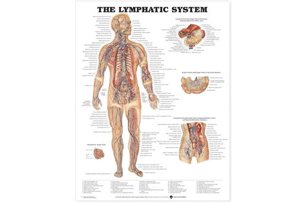 Lymfatický systém 50,8x66cm