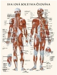 Svalová soustava člověka 47x63cm